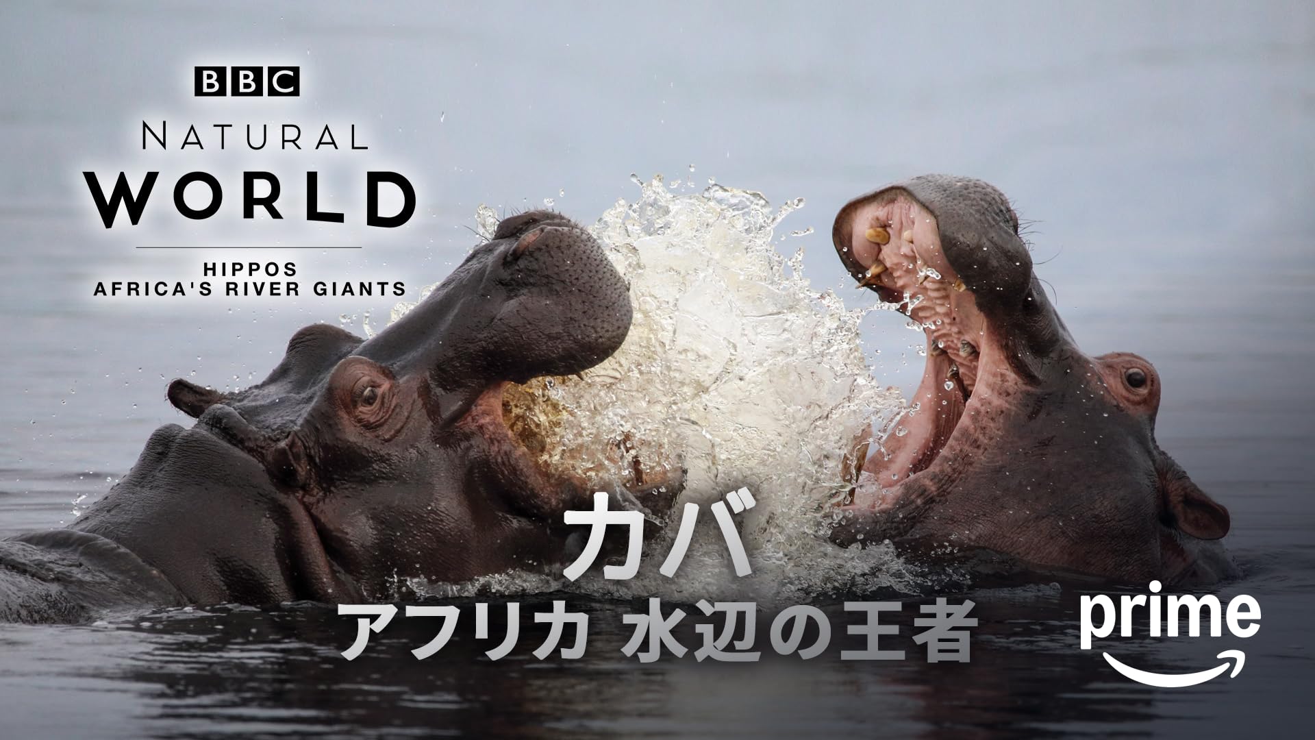 Amazon.co.jp: 耳折れ兄弟 スコティッシュフォールド・アトム